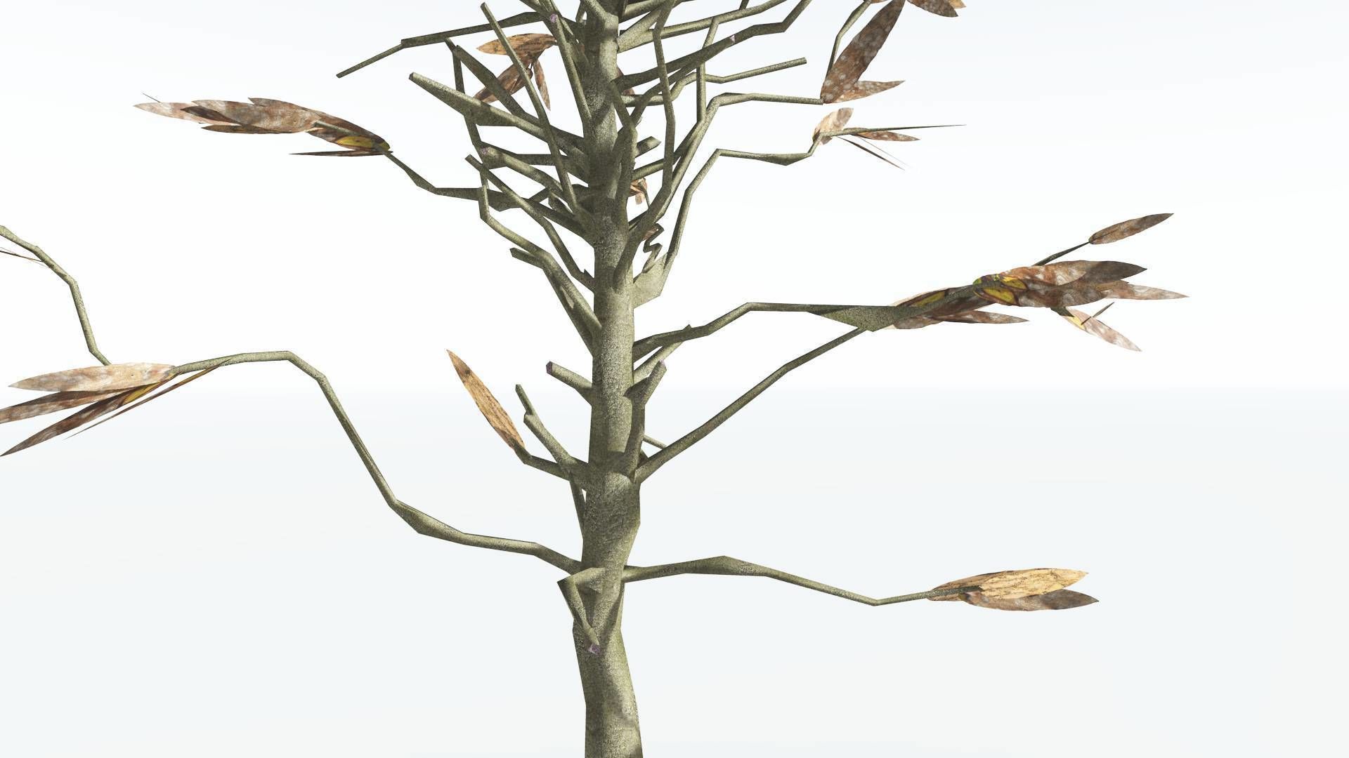 EVERYPlant Cordaites LowPoly 1 --12 Models-- Low-poly 3D model_11