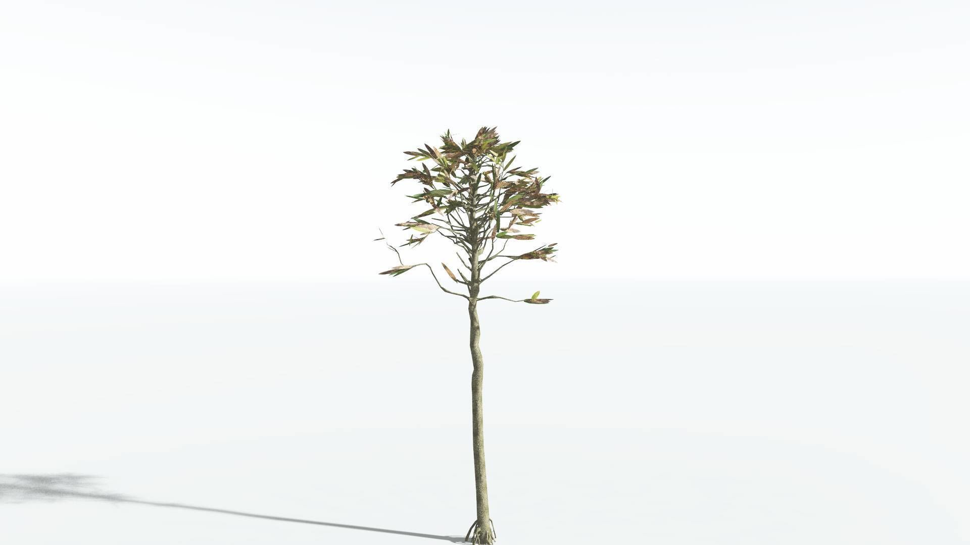 EVERYPlant Cordaites LowPoly 1 --12 Models-- Low-poly 3D model_8