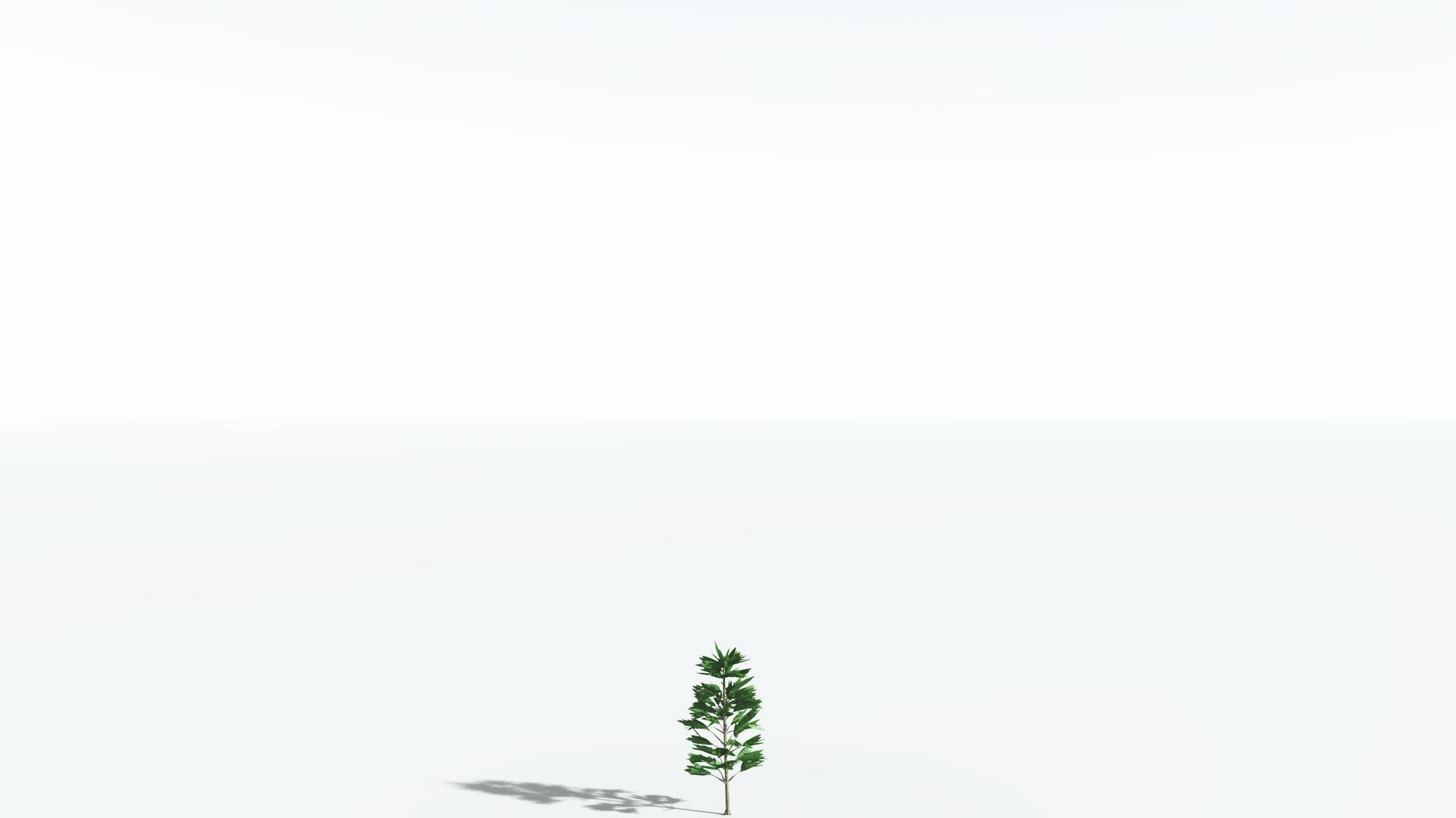 EVERYPlant Cordaites LowPoly 1 --12 Models-- Low-poly 3D model_18