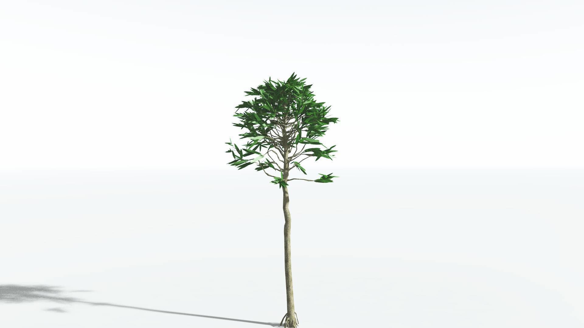 EVERYPlant Cordaites LowPoly 1 --12 Models-- Low-poly 3D model_4