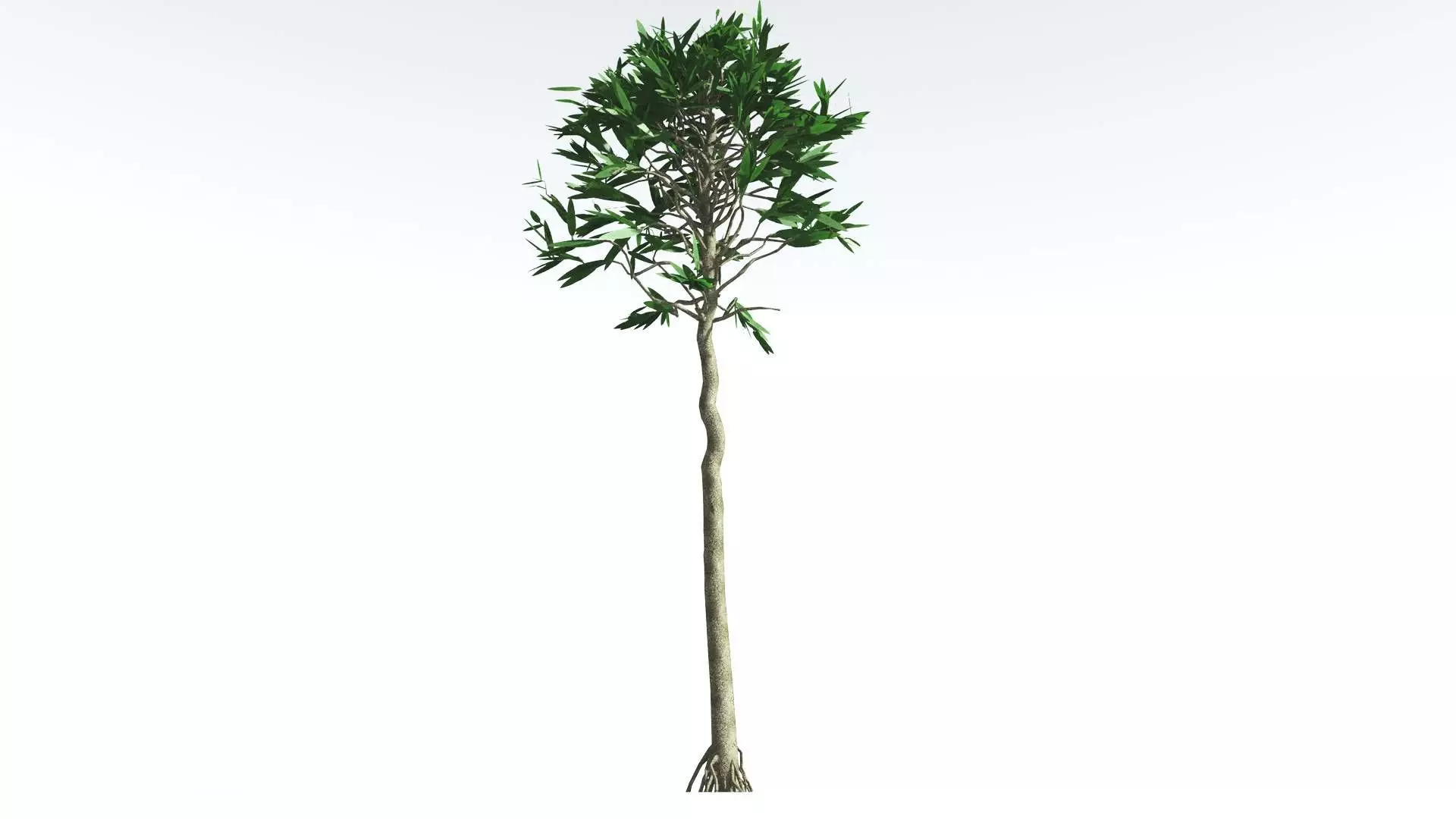 EVERYPlant Cordaites LowPoly 1 --12 Models-- Low-poly 3D model_0