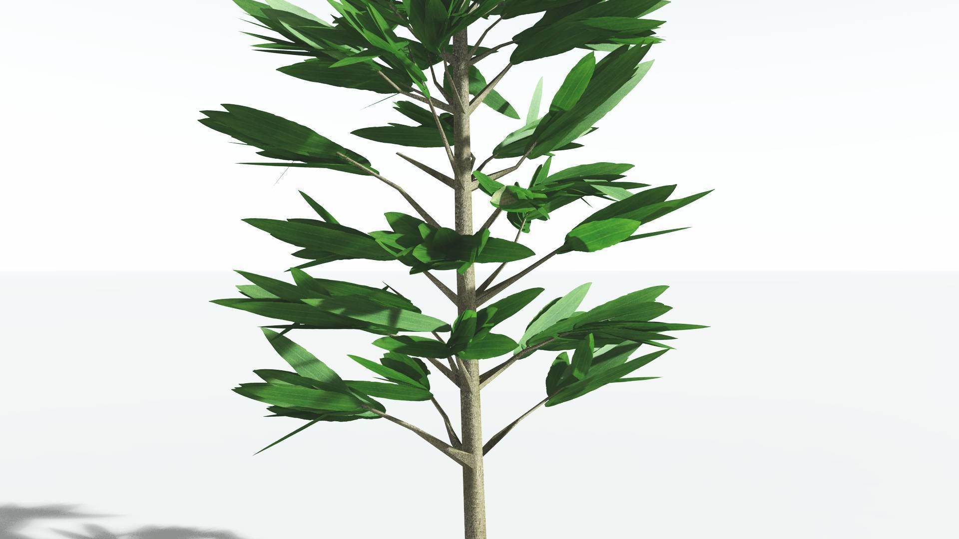 EVERYPlant Cordaites LowPoly 1 --12 Models-- Low-poly 3D model_19
