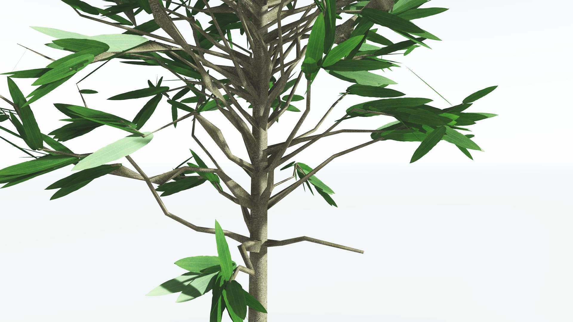 EVERYPlant Cordaites LowPoly 1 --12 Models-- Low-poly 3D model_23