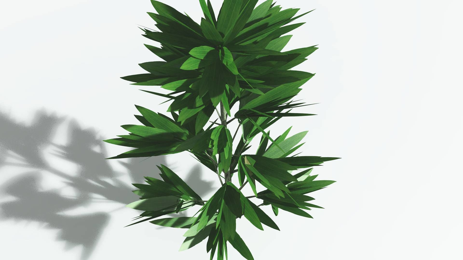 EVERYPlant Cordaites LowPoly 1 --12 Models-- Low-poly 3D model_21