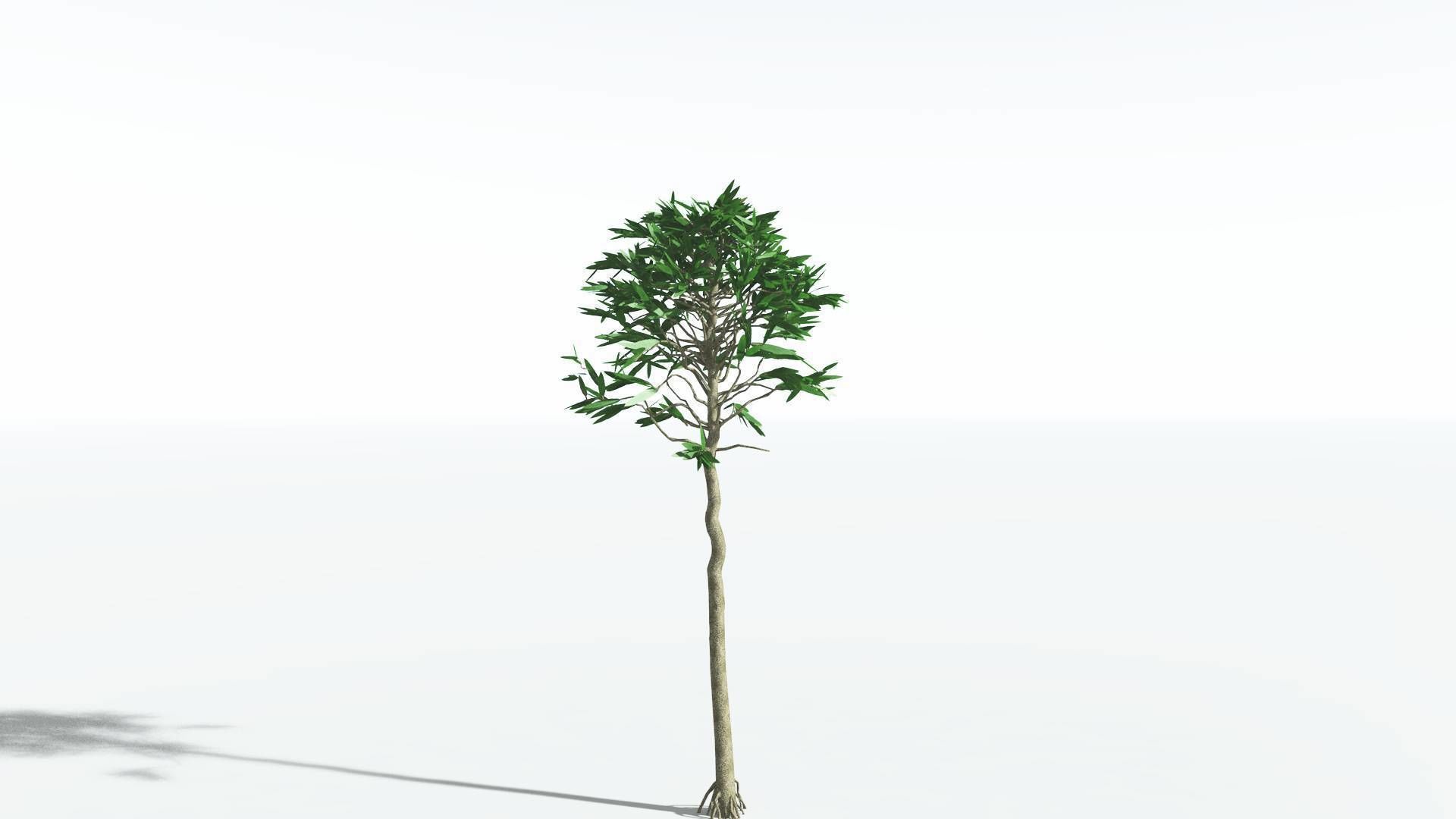 EVERYPlant Cordaites LowPoly 1 --12 Models-- Low-poly 3D model_24