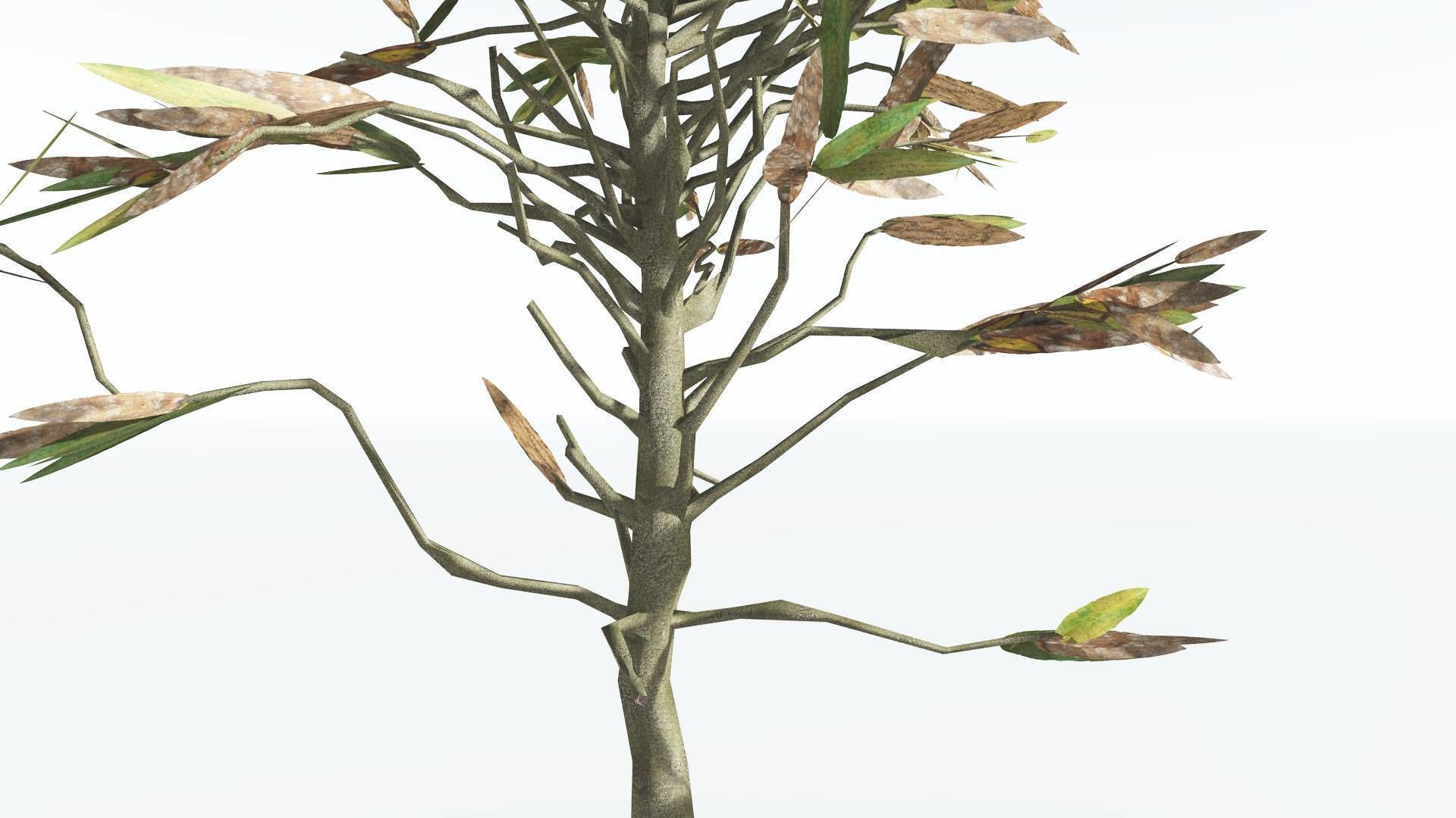 EVERYPlant Cordaites LowPoly 1 --12 Models-- Low-poly 3D model_9