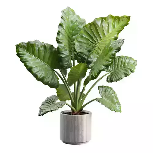 Alocasia Macrorrhiza