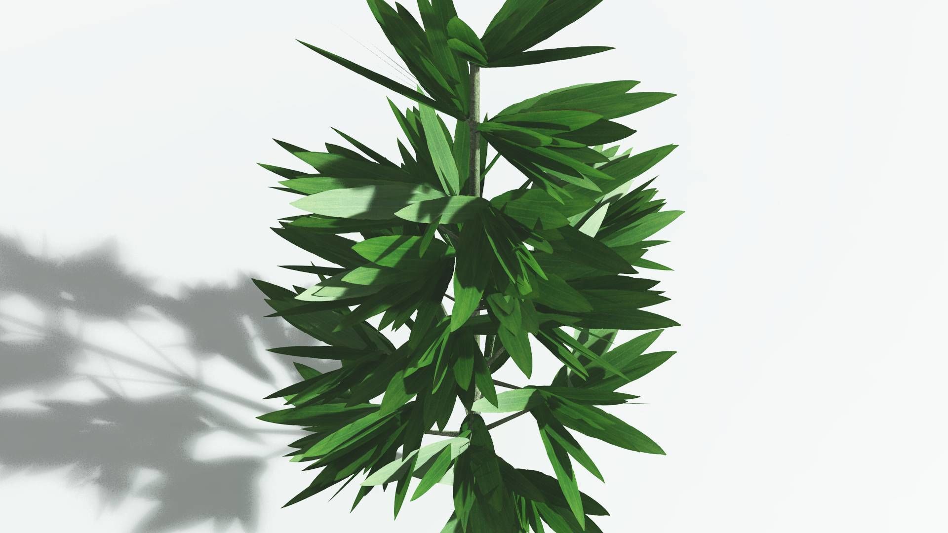 EVERYPlant Cordaites LowPoly 2 --12 Models-- Low-poly 3D model_21