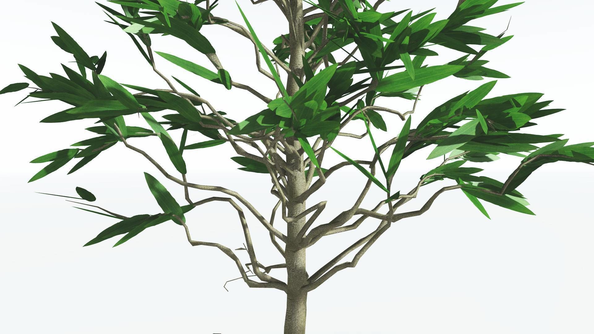 EVERYPlant Cordaites LowPoly 2 --12 Models-- Low-poly 3D model_25