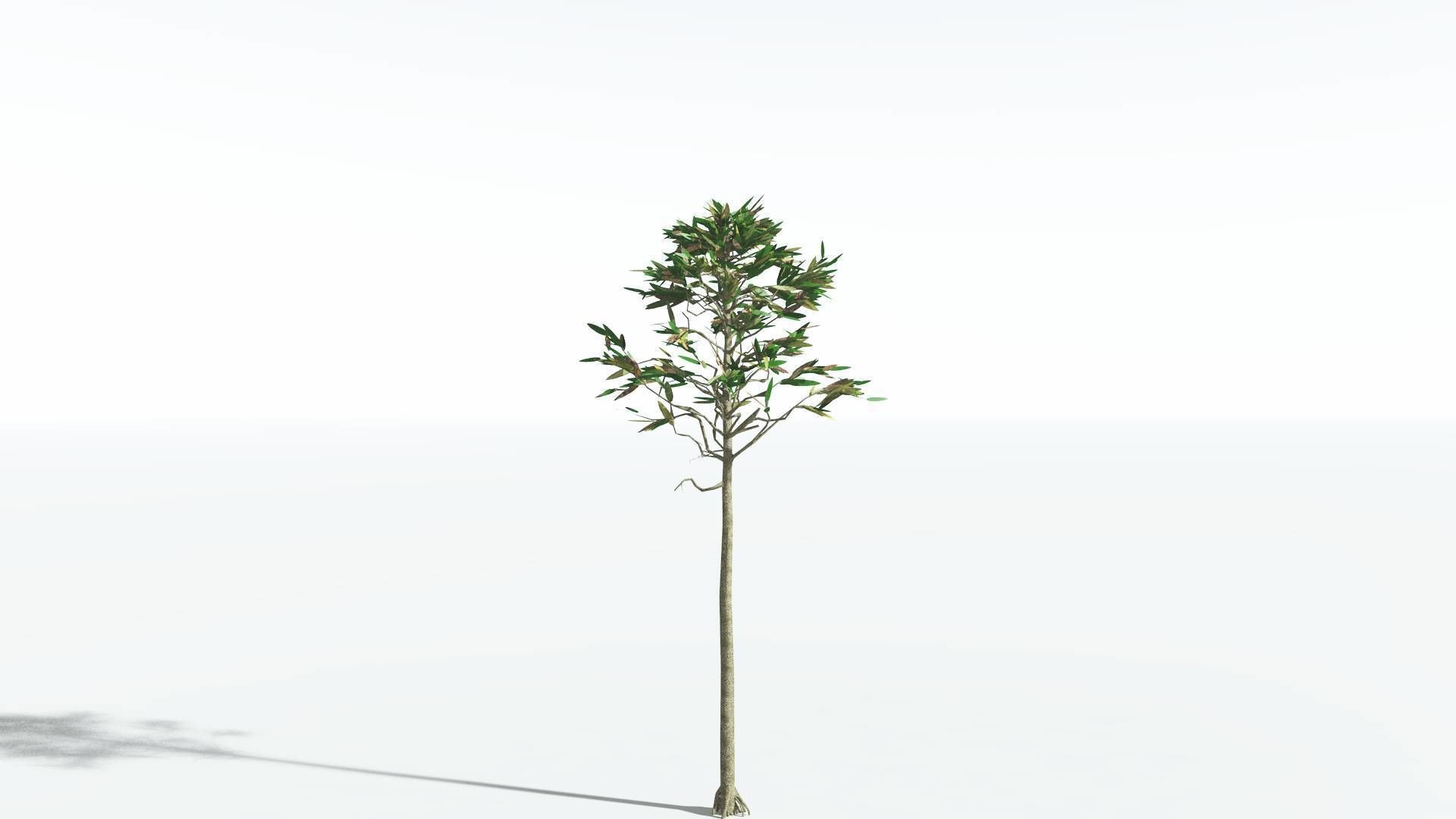 EVERYPlant Cordaites LowPoly 2 --12 Models-- Low-poly 3D model_6