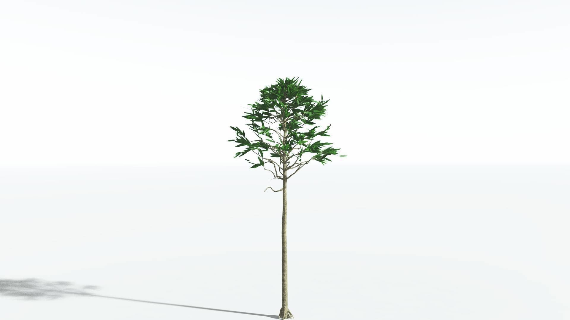 EVERYPlant Cordaites LowPoly 2 --12 Models-- Low-poly 3D model_2