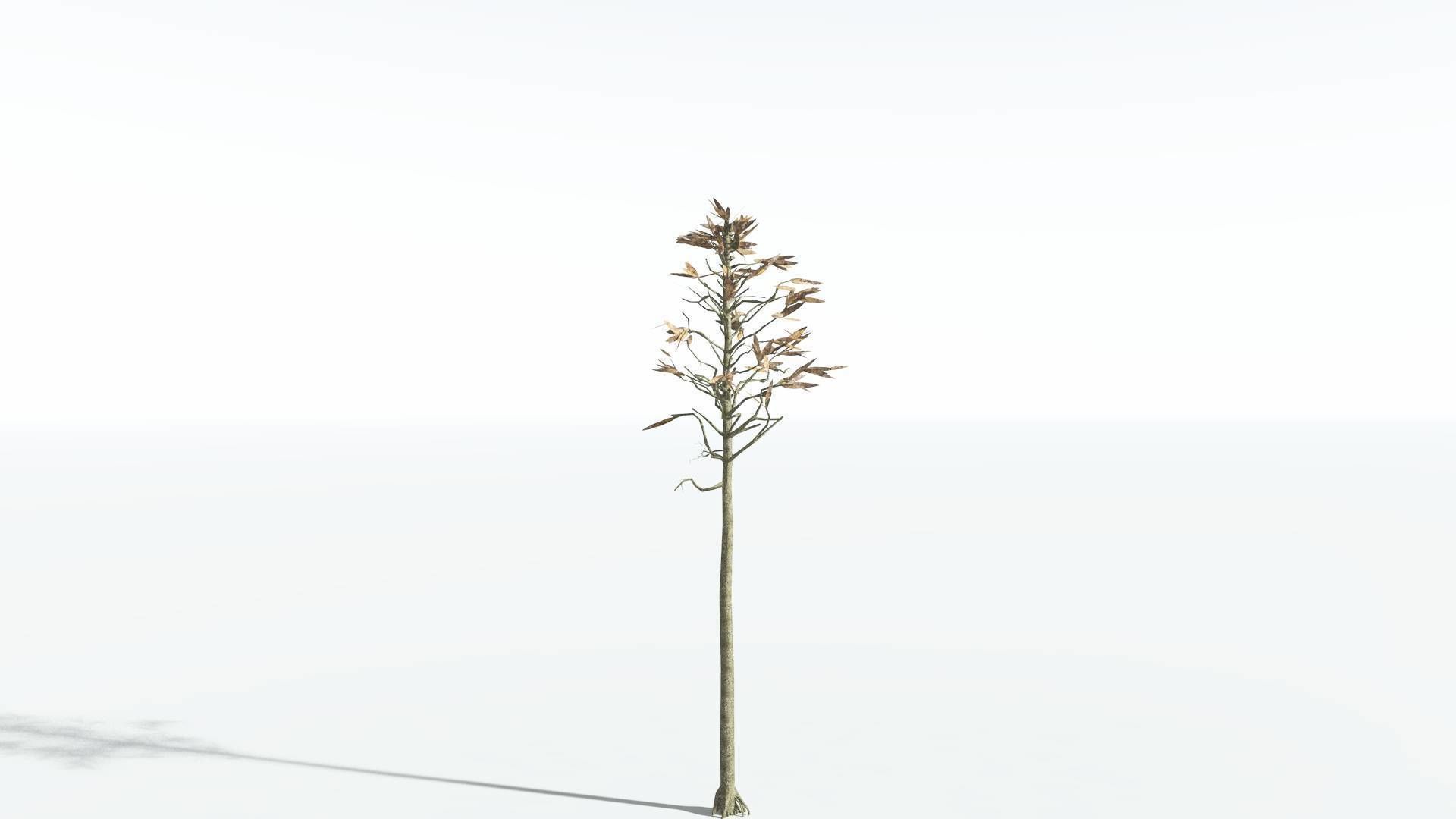 EVERYPlant Cordaites LowPoly 2 --12 Models-- Low-poly 3D model_10