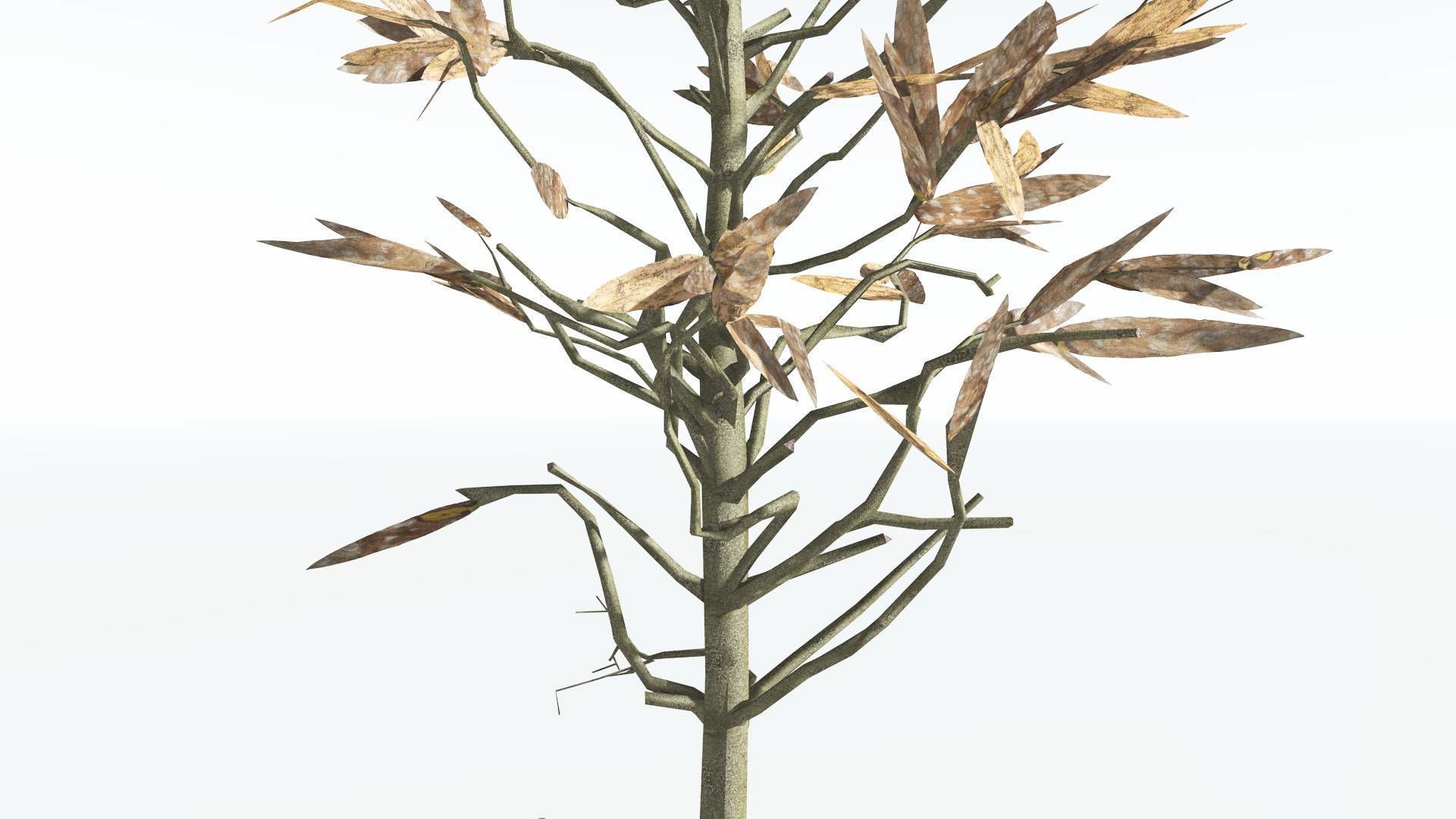 EVERYPlant Cordaites LowPoly 2 --12 Models-- Low-poly 3D model_11