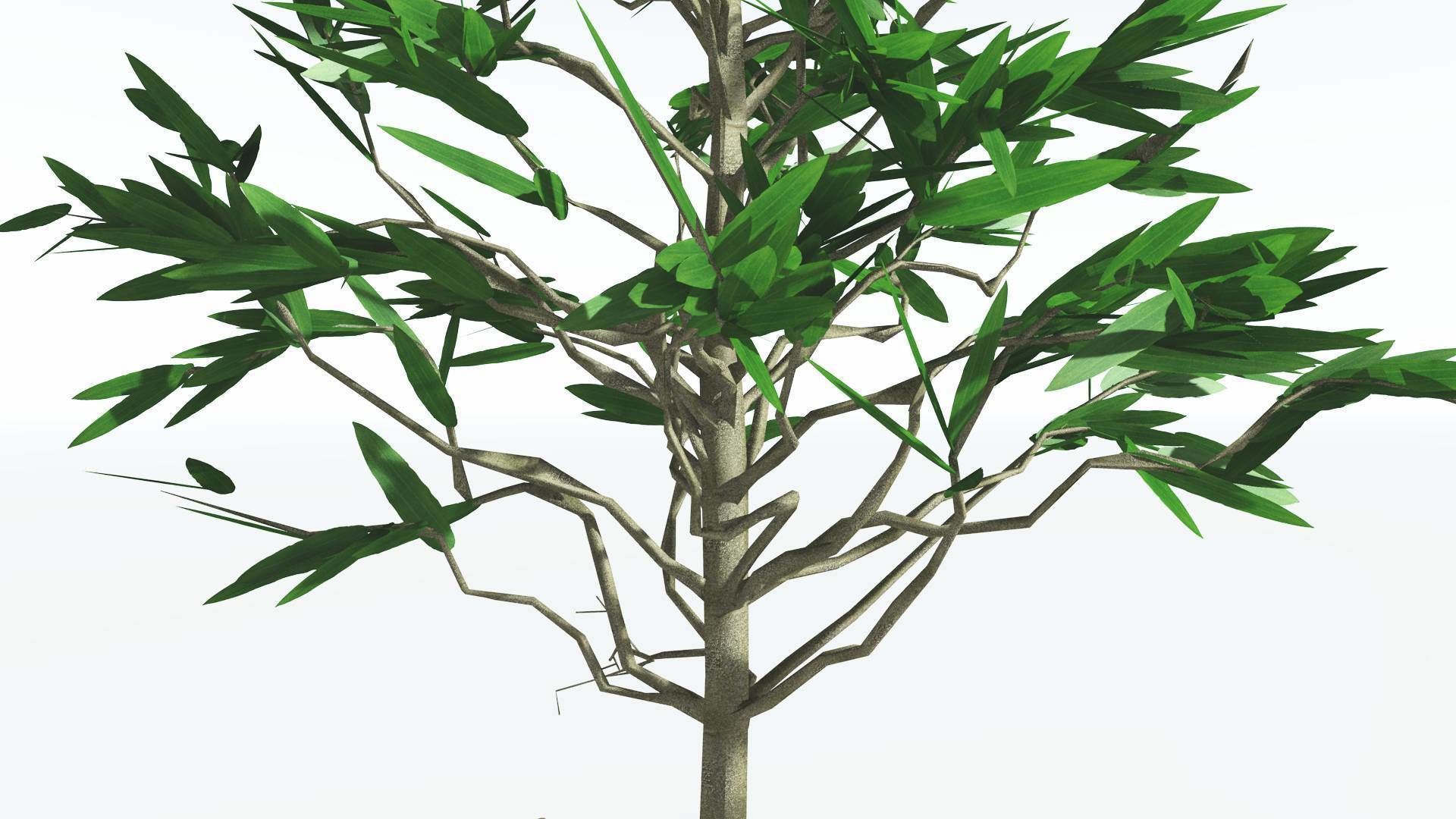EVERYPlant Cordaites LowPoly 2 --12 Models-- Low-poly 3D model_5