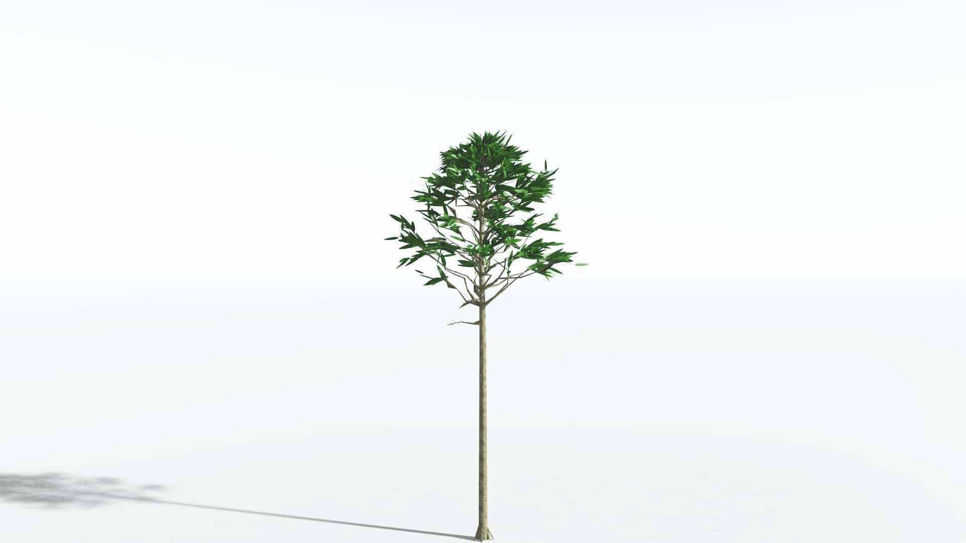 EVERYPlant Cordaites LowPoly 2 --12 Models-- Low-poly 3D model_22