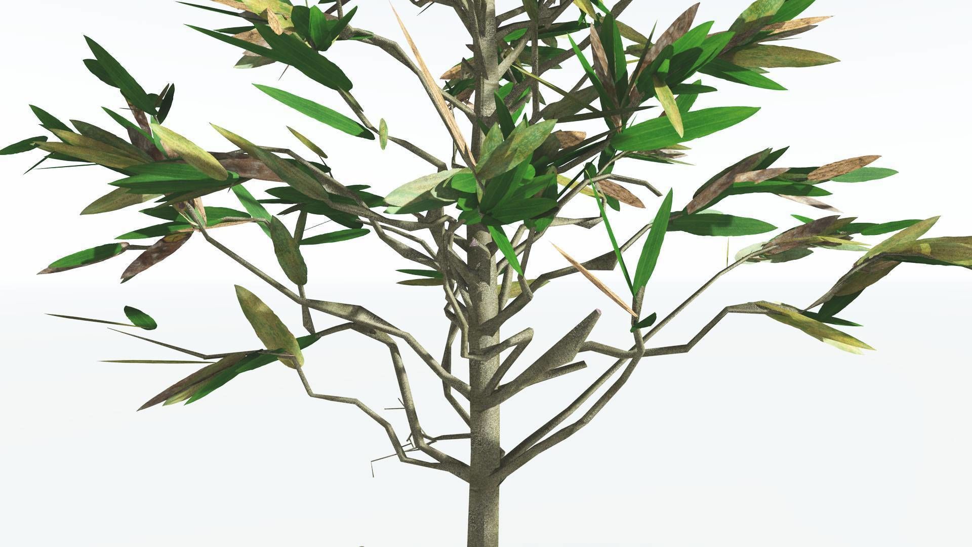 EVERYPlant Cordaites LowPoly 2 --12 Models-- Low-poly 3D model_7