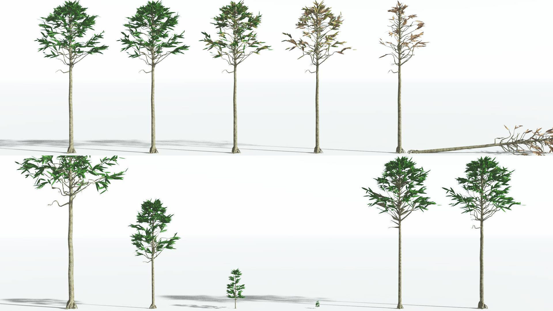 EVERYPlant Cordaites LowPoly 2 --12 Models-- Low-poly 3D model_1