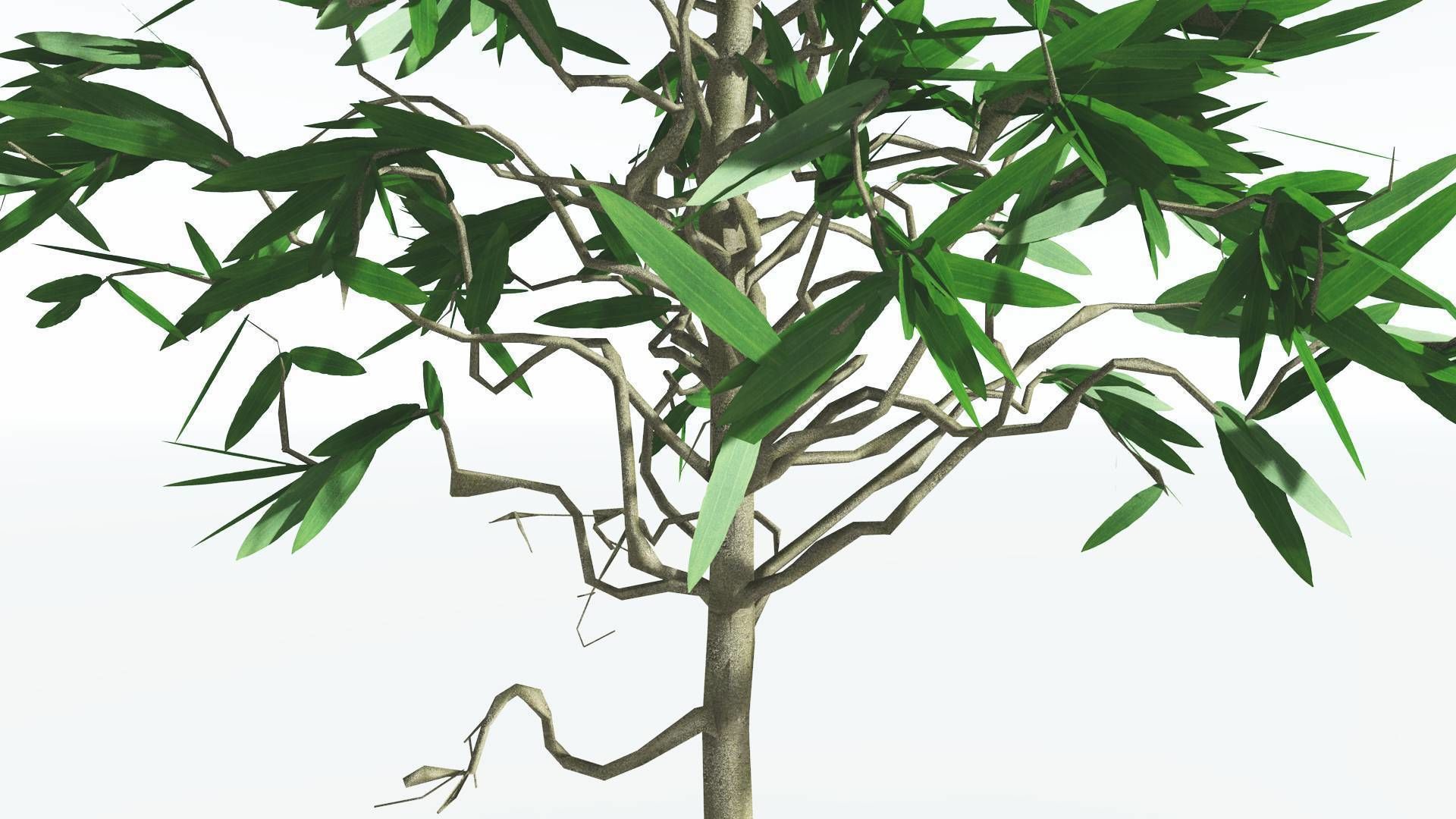 EVERYPlant Cordaites LowPoly 2 --12 Models-- Low-poly 3D model_15