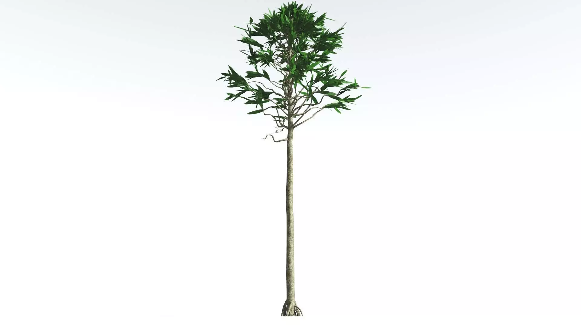 EVERYPlant Cordaites LowPoly 2 --12 Models-- Low-poly 3D model_0
