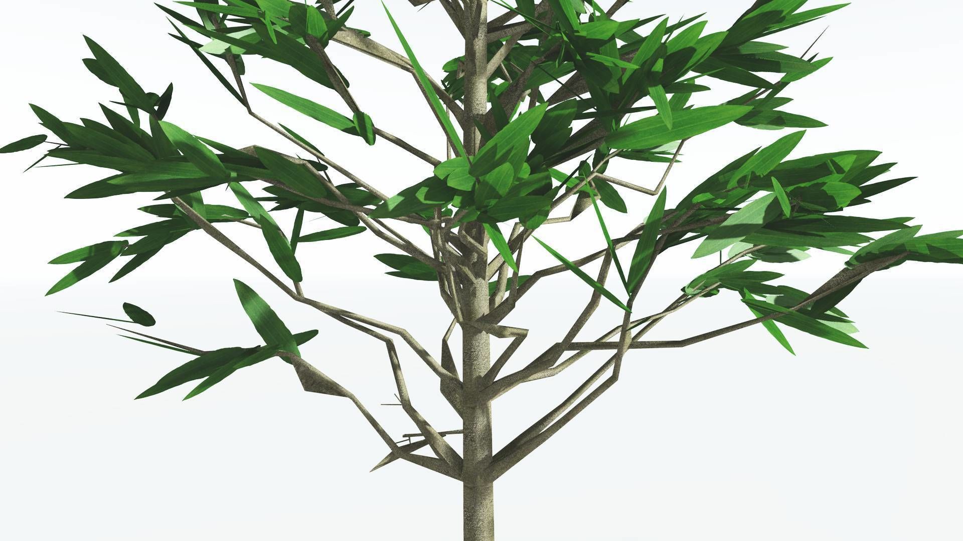 EVERYPlant Cordaites LowPoly 2 --12 Models-- Low-poly 3D model_23