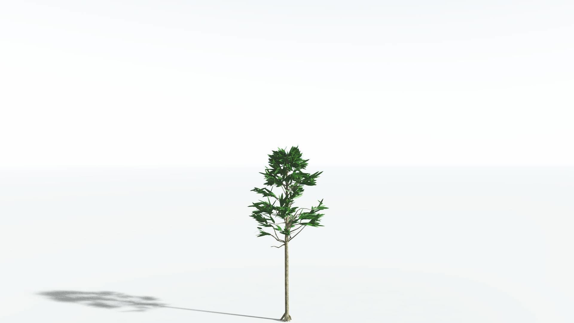 EVERYPlant Cordaites LowPoly 2 --12 Models-- Low-poly 3D model_16
