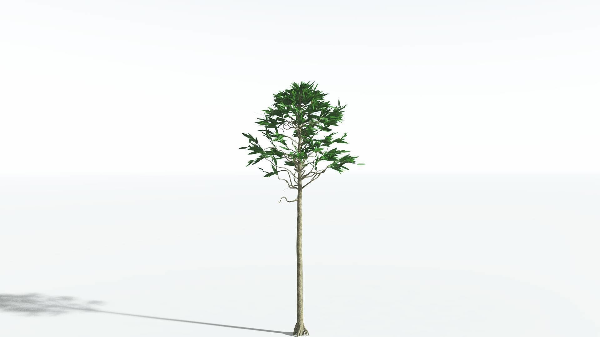 EVERYPlant Cordaites LowPoly 2 --12 Models-- Low-poly 3D model_24