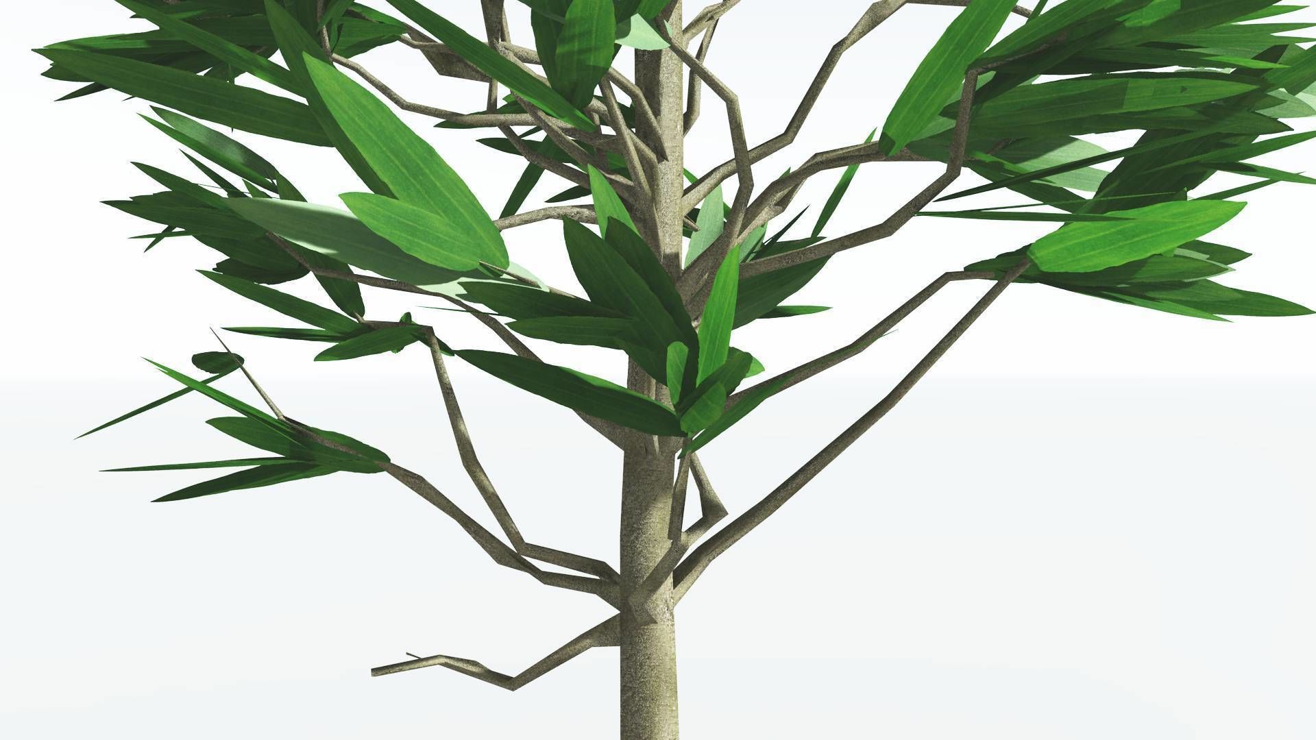 EVERYPlant Cordaites LowPoly 2 --12 Models-- Low-poly 3D model_17