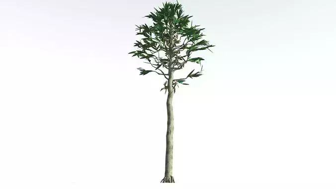 EVERYPlant Cordaites LowPoly 3 --12 Models-- Low-poly 3D model