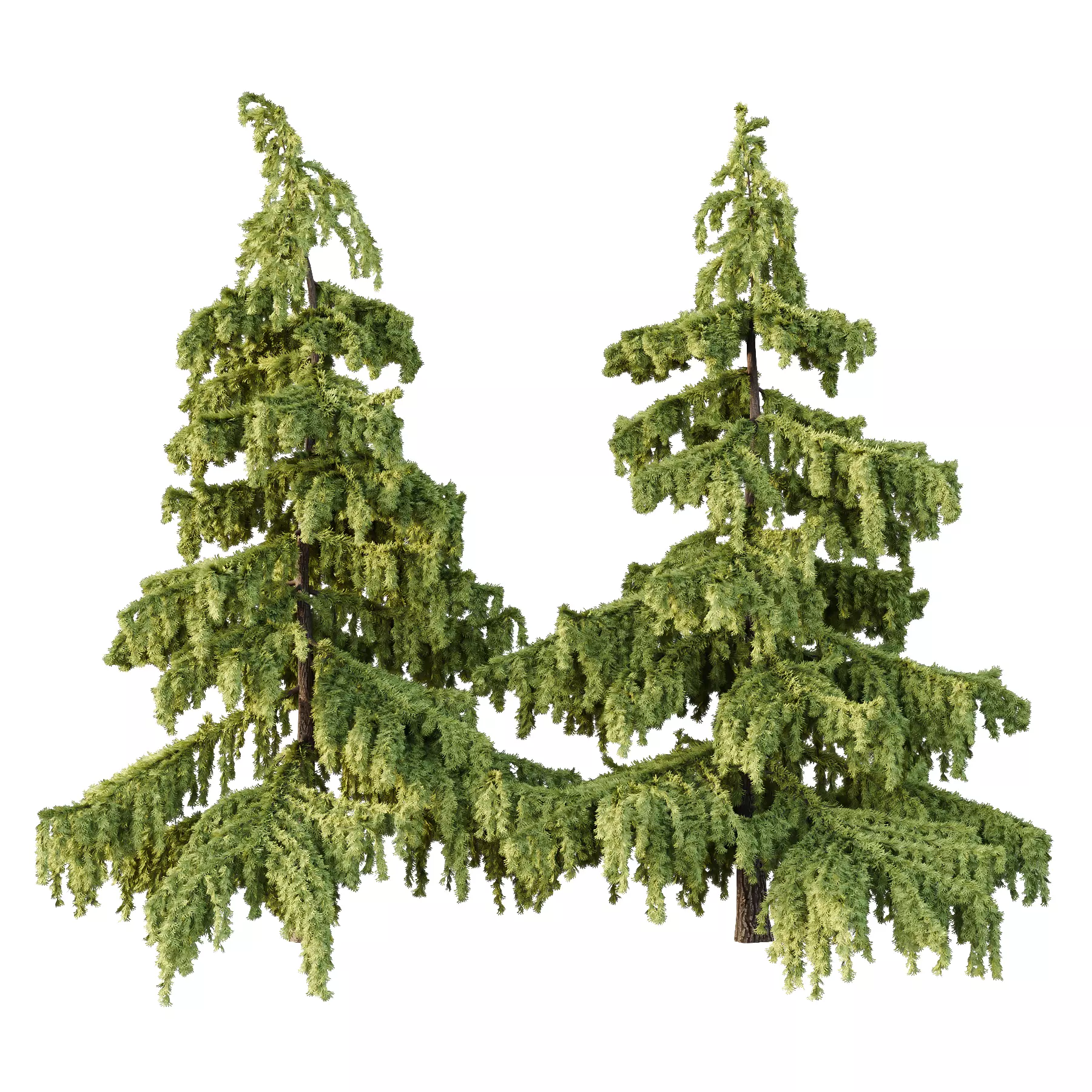 Cedrus deodara03 3D model