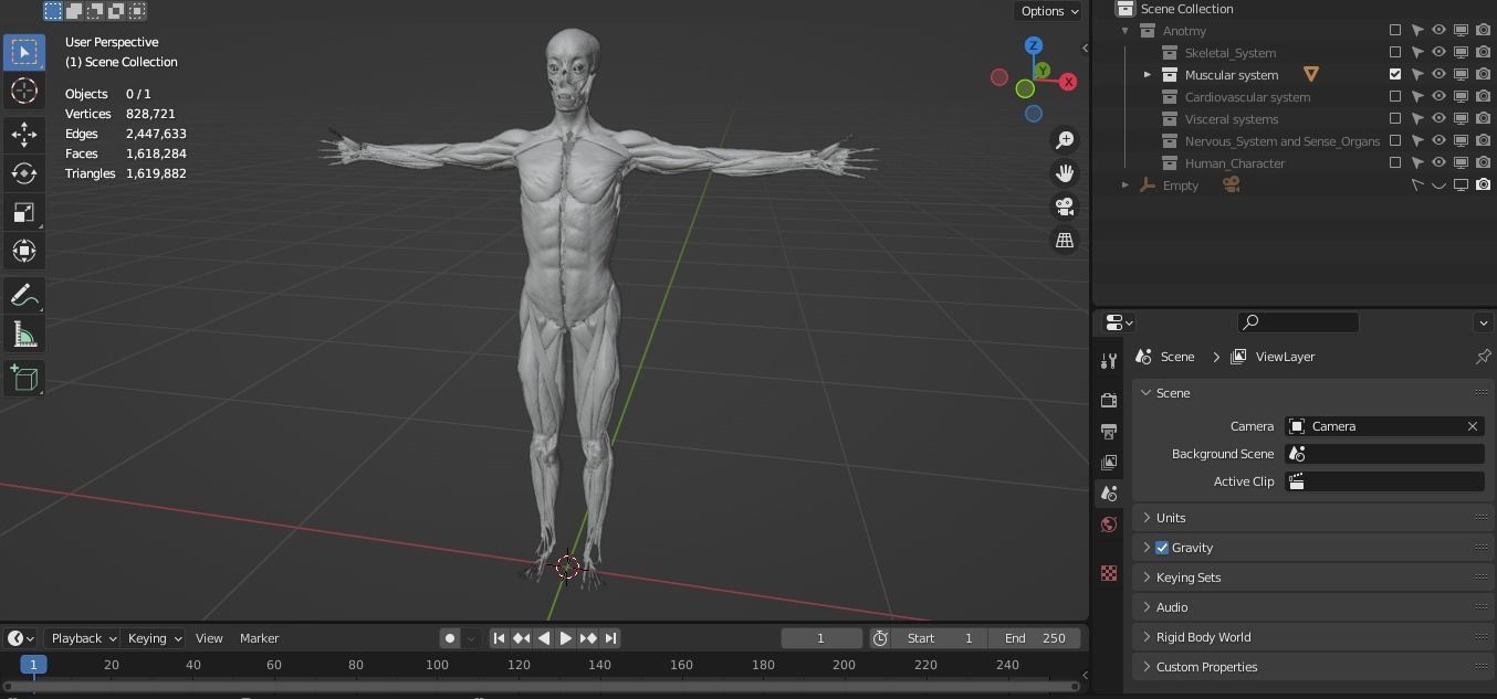 Human anatomy 3d Muscular system 3D model_2