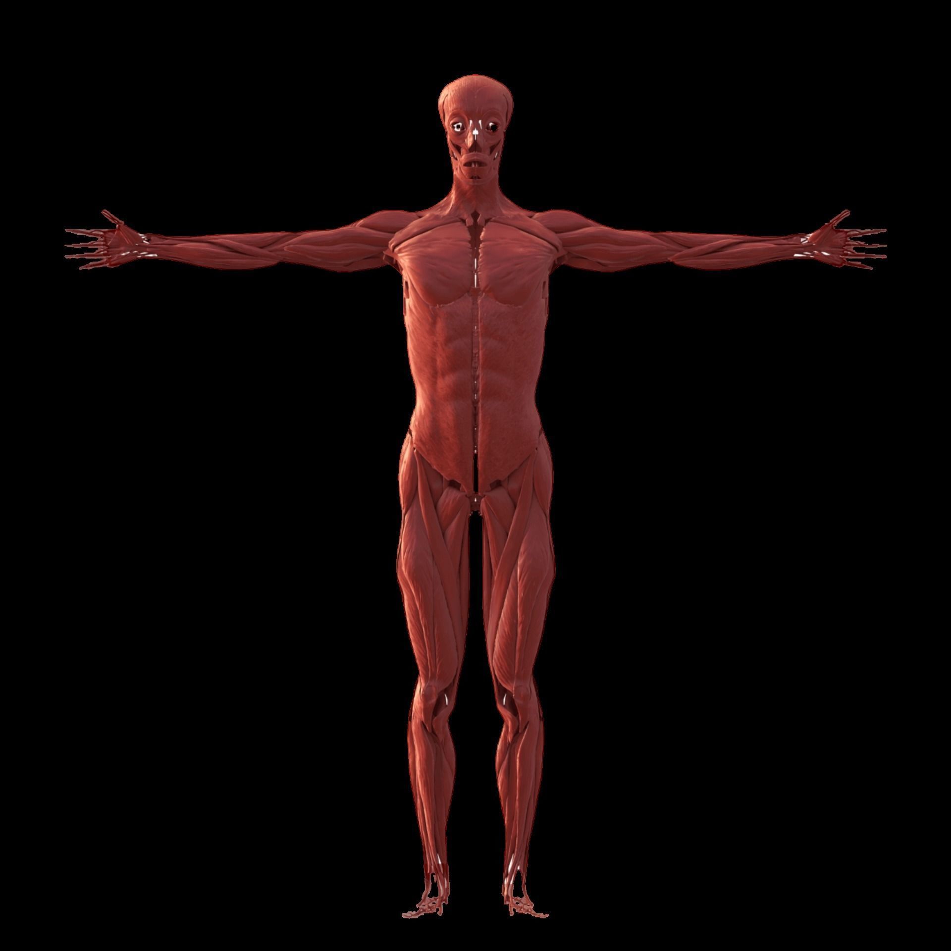 Human anatomy 3d Muscular system 3D model_1