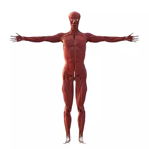 Human anatomy 3d Muscular system 3D model