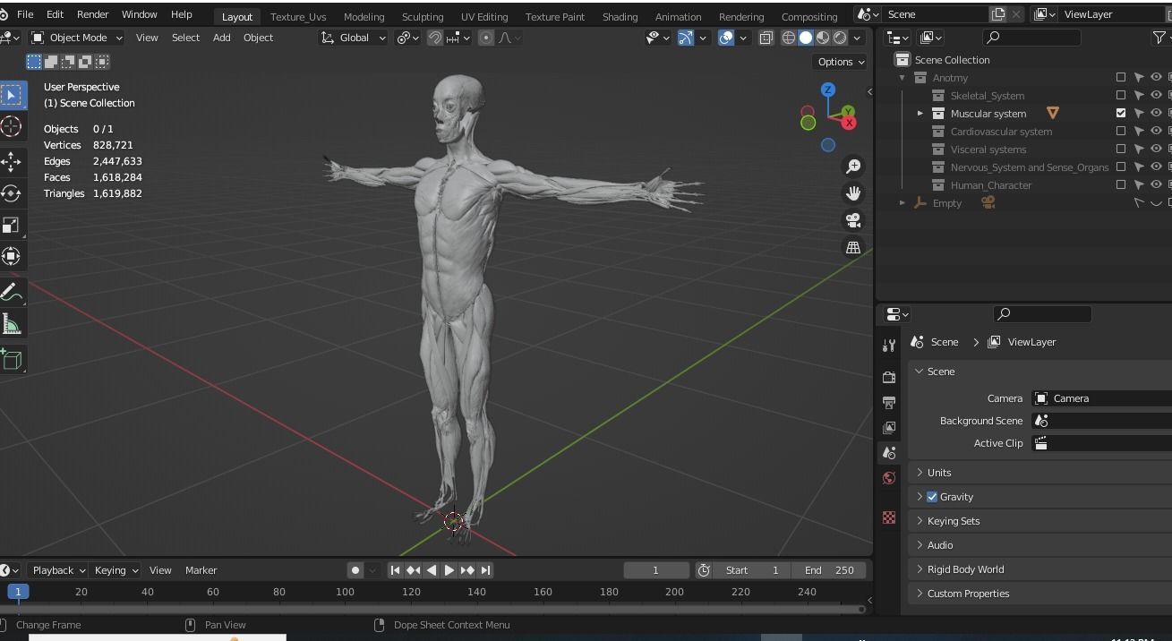 Human anatomy 3d Muscular system 3D model_3