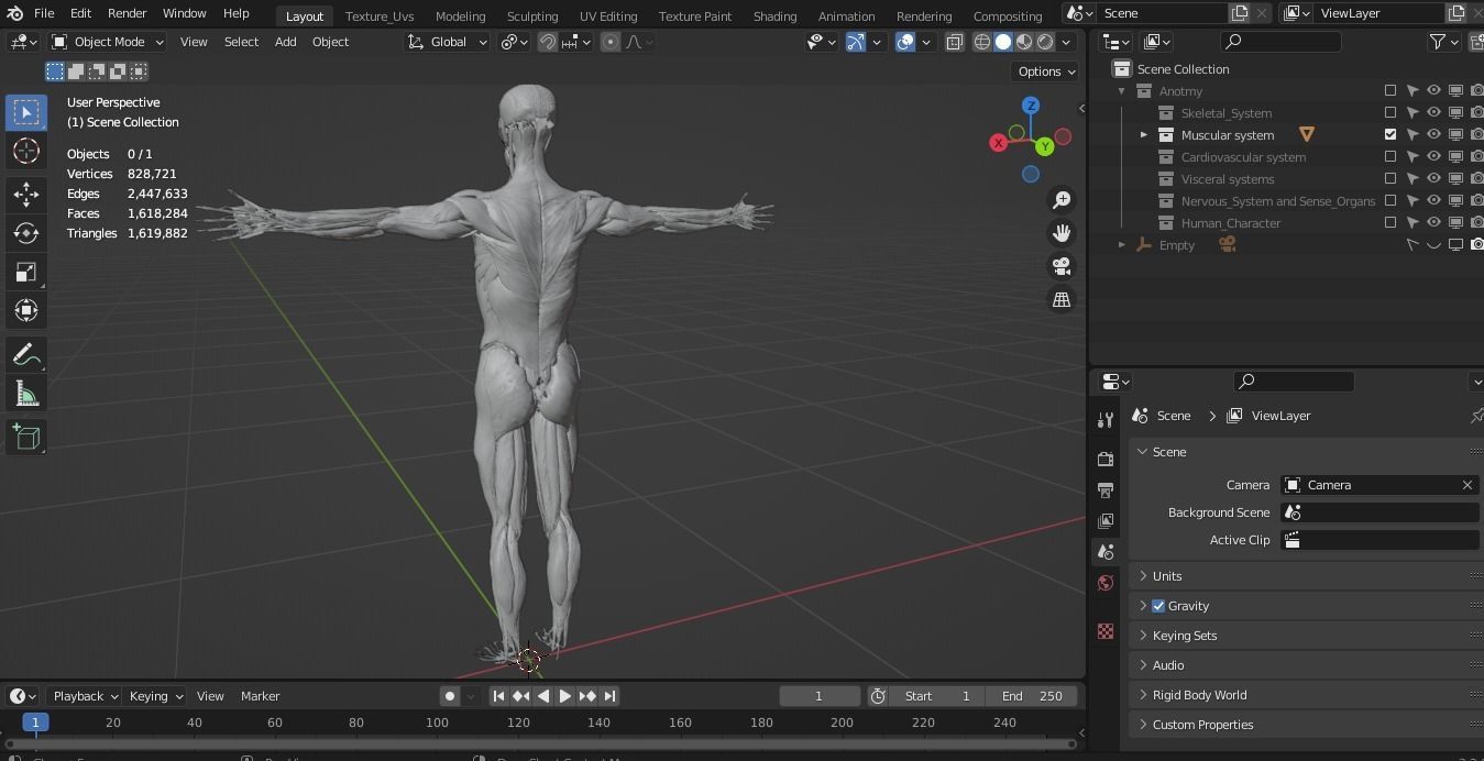 Human anatomy 3d Muscular system 3D model_6