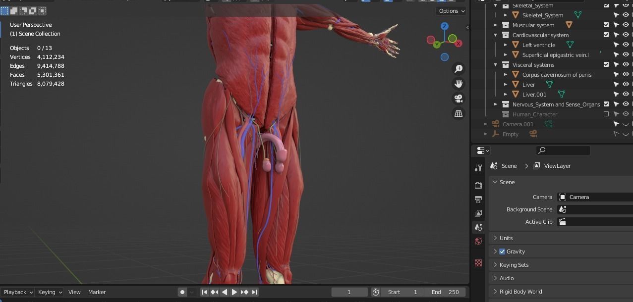 Human anatomy 3d Muscular system 3D model_7