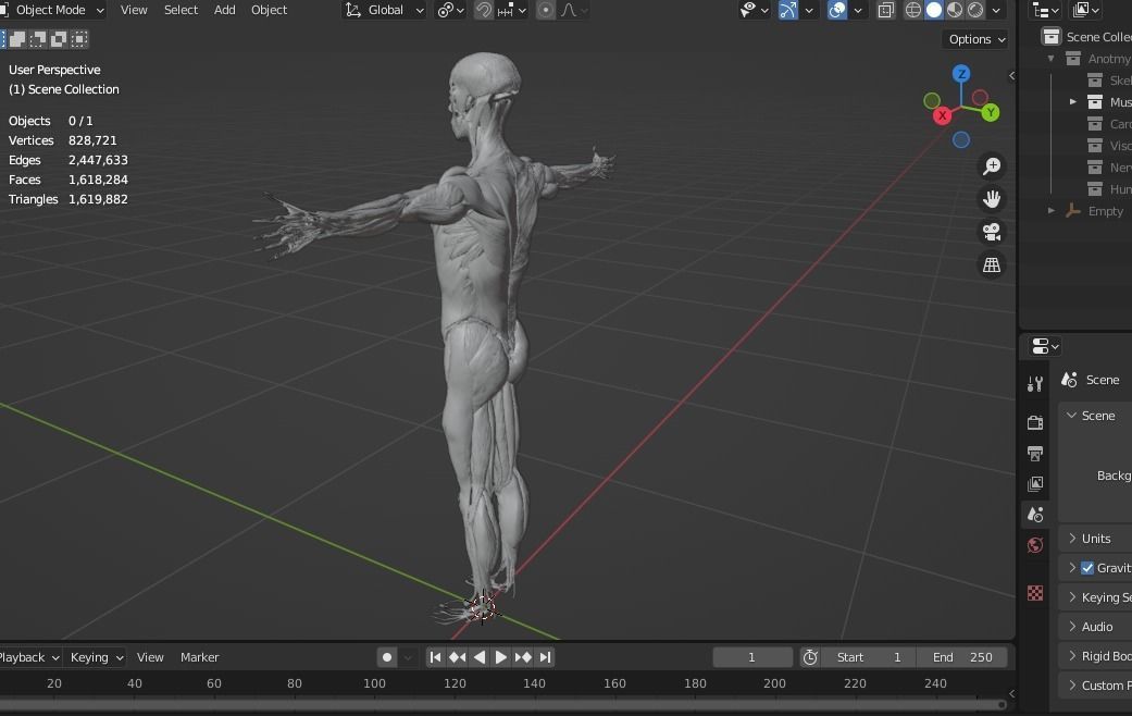Human anatomy 3d Muscular system 3D model_5
