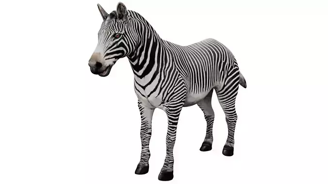 Zebra Rigged