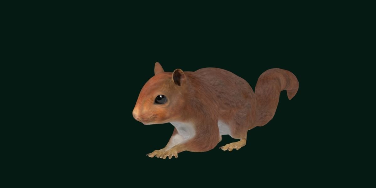 Eurasian Red Squirrel 3D model_12