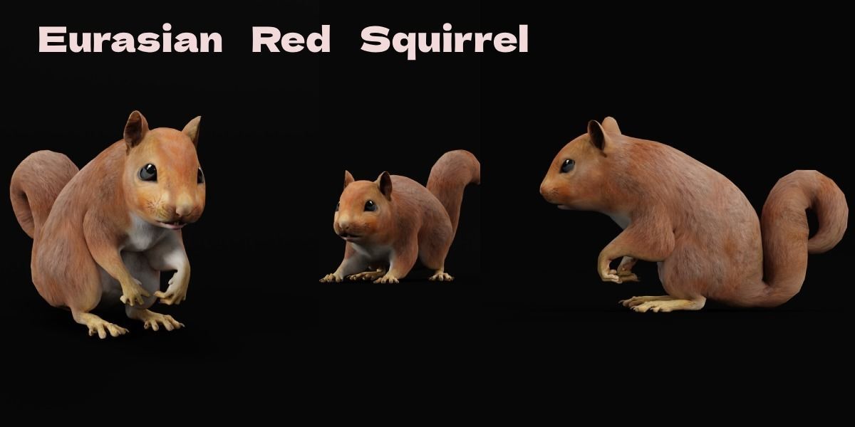 Eurasian Red Squirrel 3D model_2