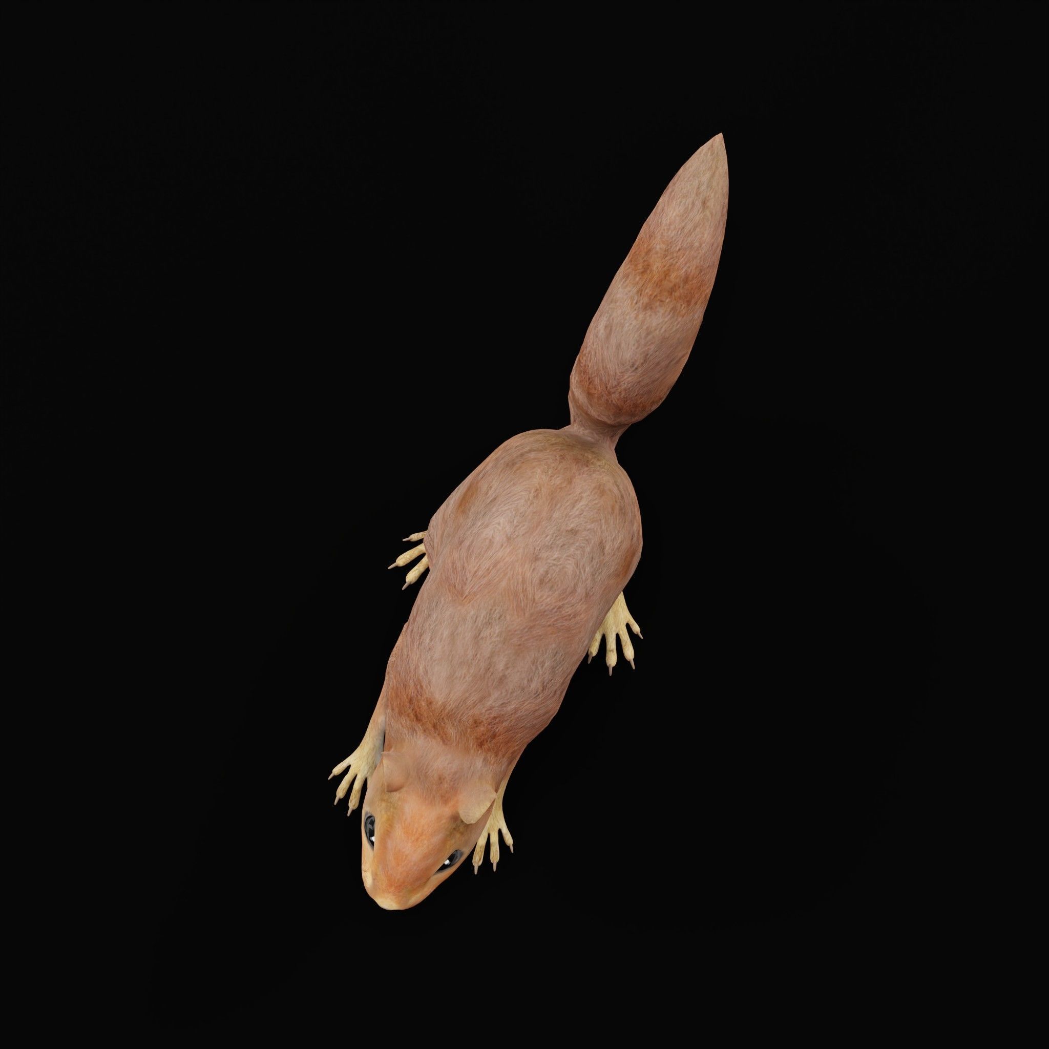 Eurasian Red Squirrel 3D model_22