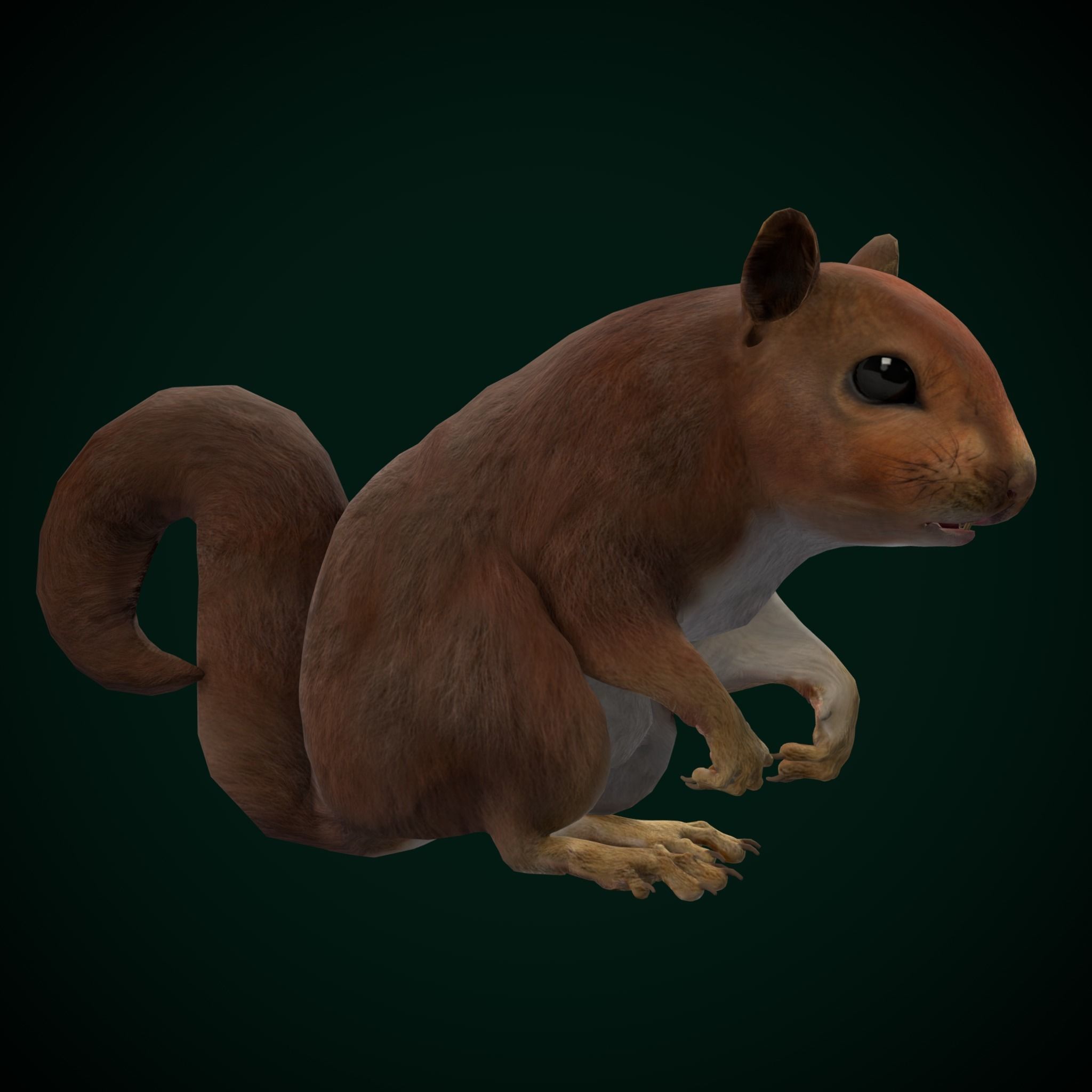 Eurasian Red Squirrel 3D model_9