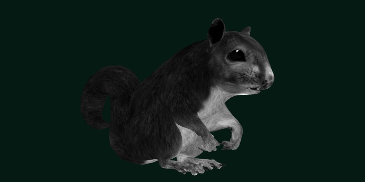 Eurasian Red Squirrel 3D model_16