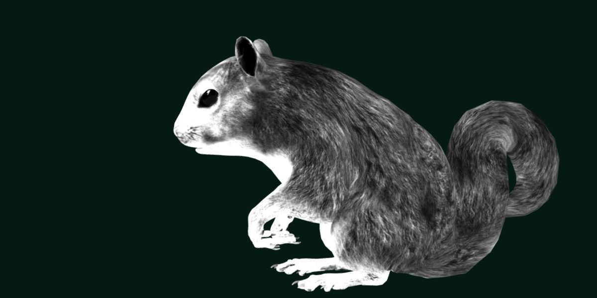 Eurasian Red Squirrel 3D model_15