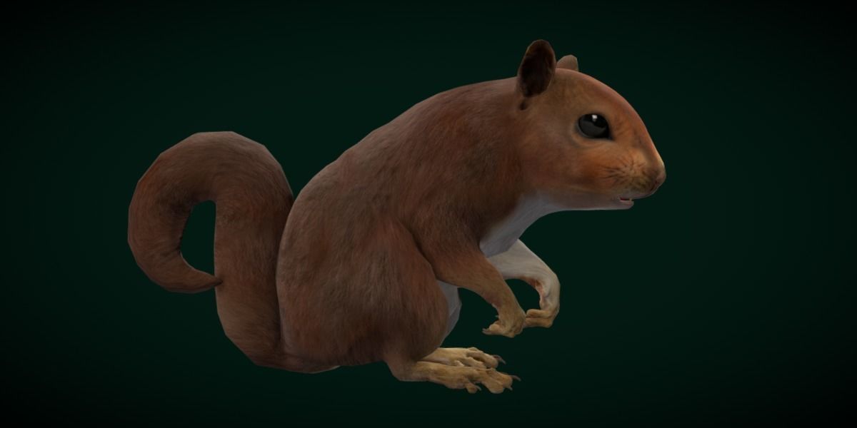 Eurasian Red Squirrel 3D model_18