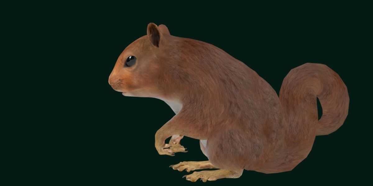Eurasian Red Squirrel 3D model_13