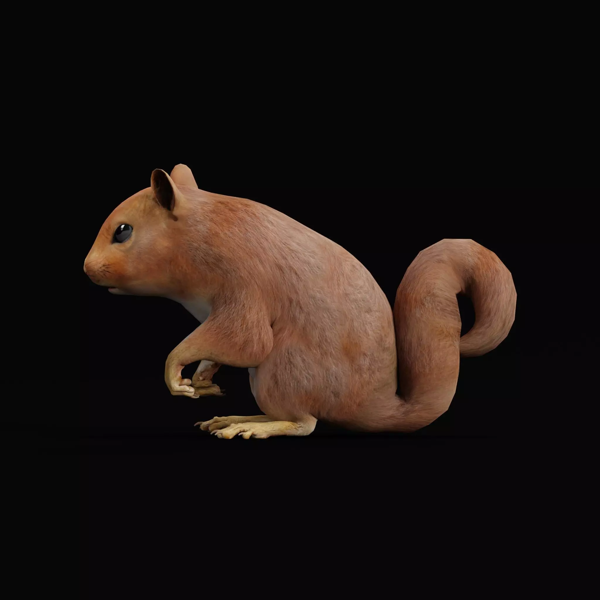 Eurasian Red Squirrel 3D model_0