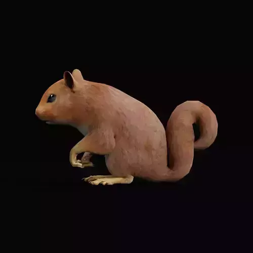 Eurasian Red Squirrel