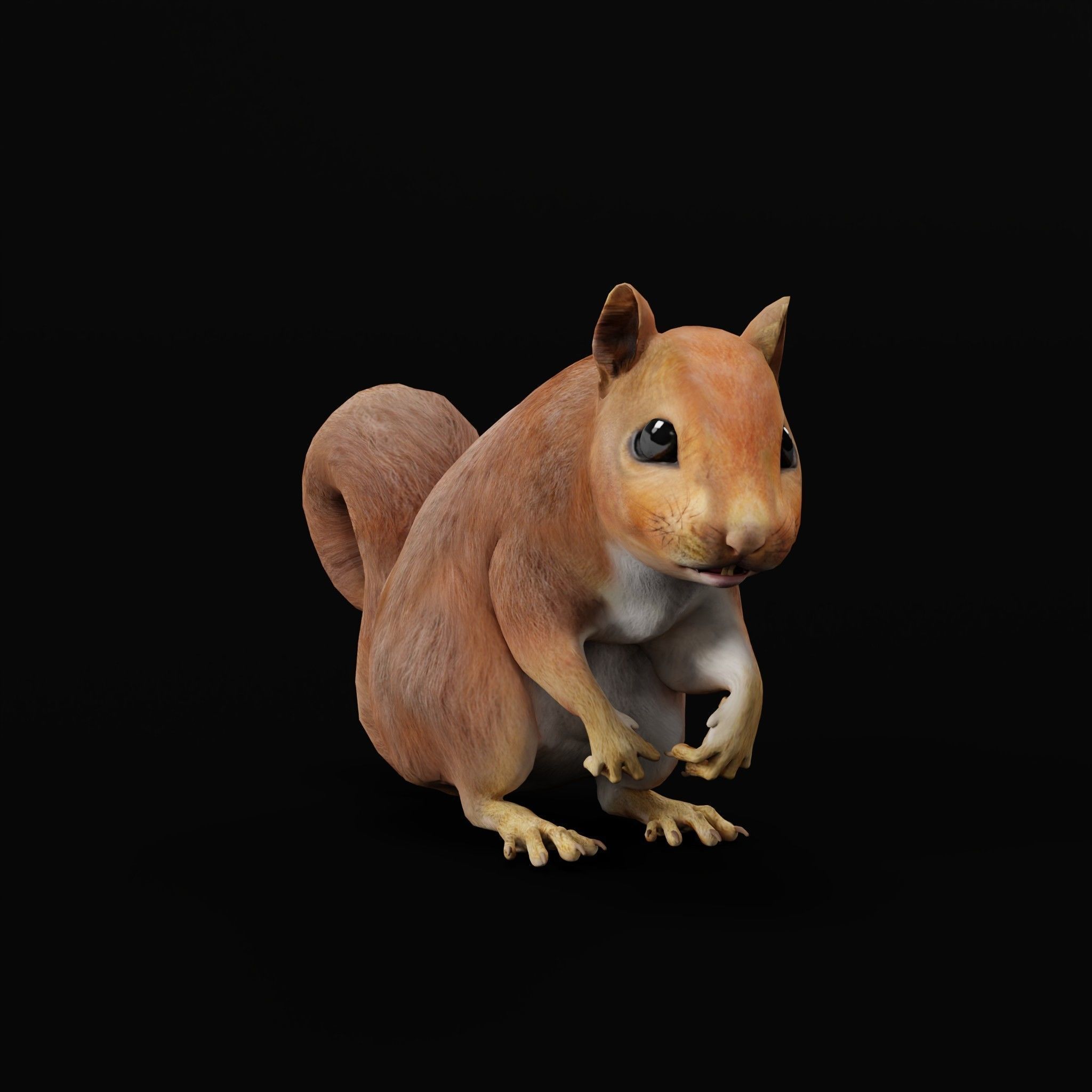 Eurasian Red Squirrel 3D model_19