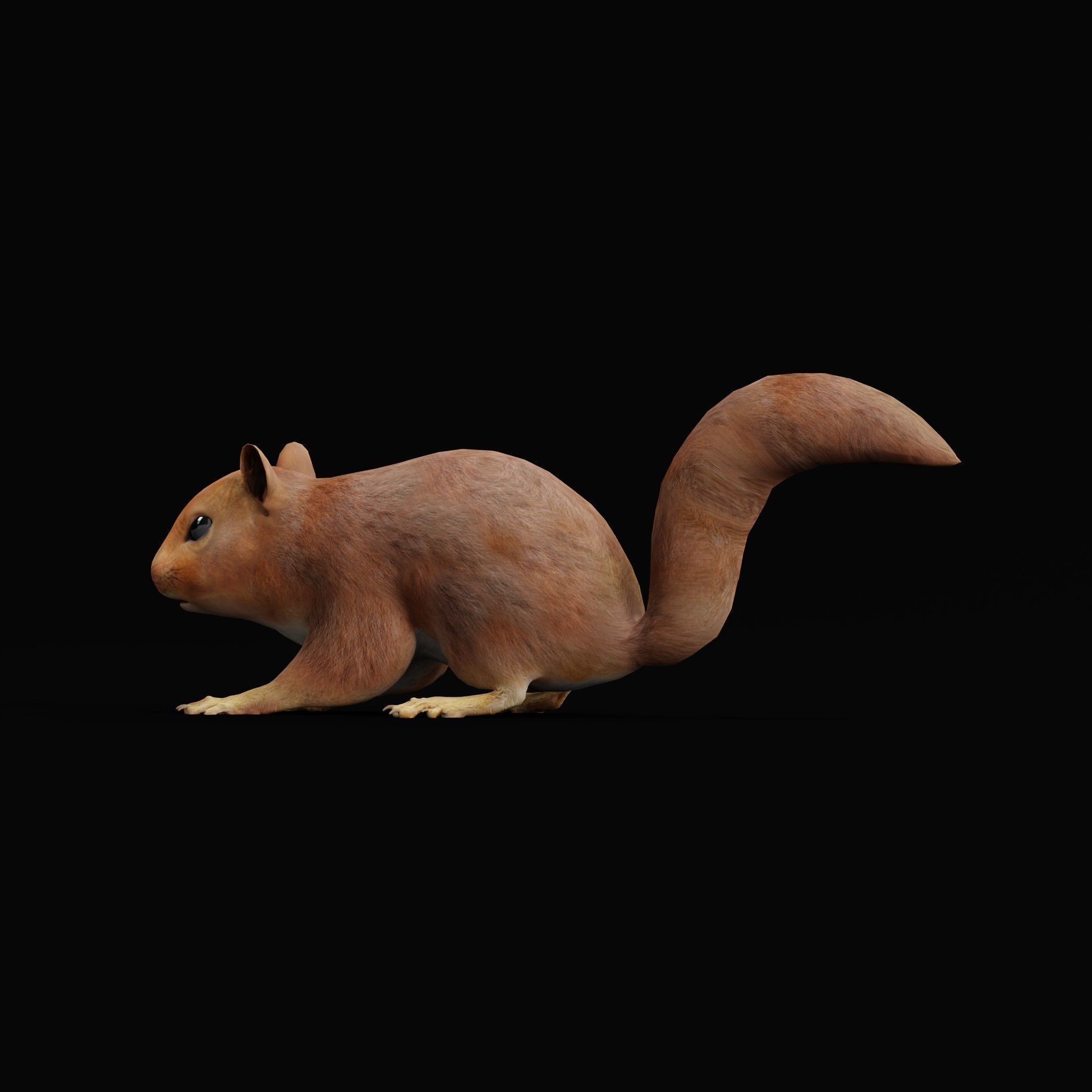 Eurasian Red Squirrel 3D model_23