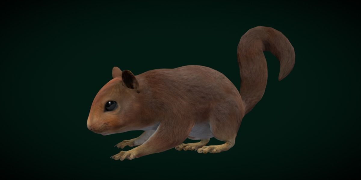 Eurasian Red Squirrel 3D model_3